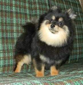 �����-��������  ������� ������������ �����.