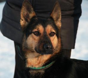 Мини-овчарка ищет хозяина