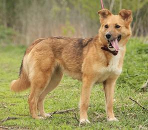 Иви - рыжее солнце в ваш дом (фотоальбом)
