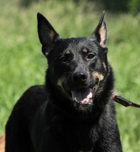 ������ - ��������� ������� ���� ���