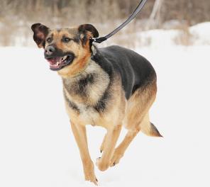 ����� - ���� �������� (�����)