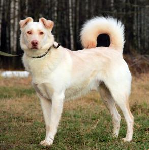 Альбинос Арамис - крупный метис (видео)