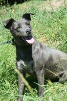 Молодая красотка Эсмеральда или просто Эсми. В дар!