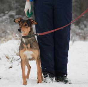 малышка Голди - солнечная собачка