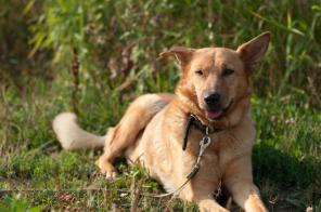 ���� �������� ����������������� ������-���������