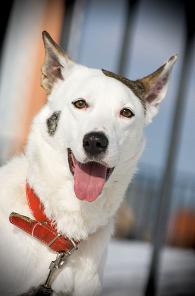 ��������� � "���������" (����������)