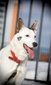 ��������� � "���������" (����������)