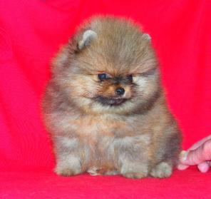 Миниатюрный мальчик померанского шпица