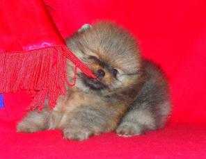 Миниатюрный мальчик померанского шпица