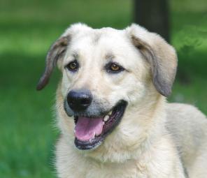 Обаятельная и грациозная девочка ищет любящего хозяина!В дар.