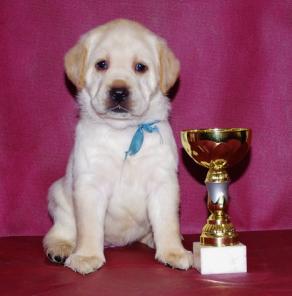 �������������� ������� ���������