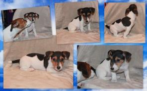 ����� ���� ������ �������