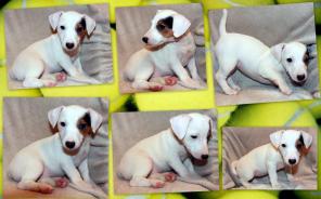 ����� ���� ������ �������