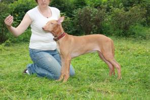 ����� ���������� ������ (���������� ������)