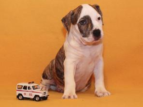 ������� ������������� ���������������� �������