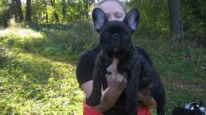 французский бульдог щенки