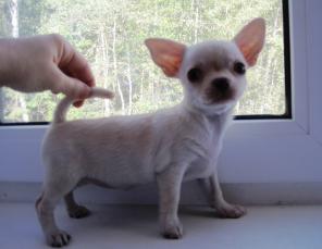 �������� �������: �������� � ������, ������������