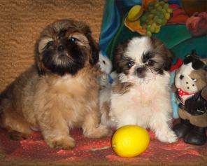 ��������� ����� ��-���