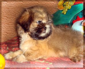 ��������� ����� ��-���