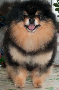 Вязка. Черноподпалый шпиц.