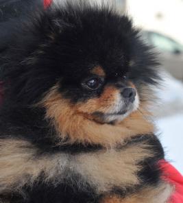 Вязка. Черноподпалый шпиц.