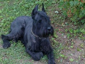 Ризеншнауцер Граф в дар