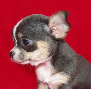 ��������, ������� ������� ��������