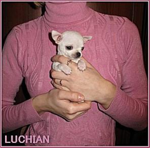 ����� ��������, ������� ������ �����-���.