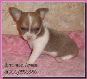 ����� ��������, ������� ������ �����-���.