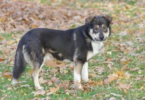 Приятный во всех отношениях пес Гамлет в добрые руки!Собака в дар.
