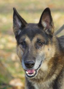 Настоящий мужчина,крупный пес Рэкс ищет дом!Собака в дар.