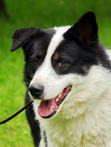 Симпатяга и умница,крупный пес Жорик в добрые руки!