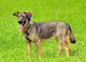 Потомственная дворянка Джилл ищет семью.Собака в дар!