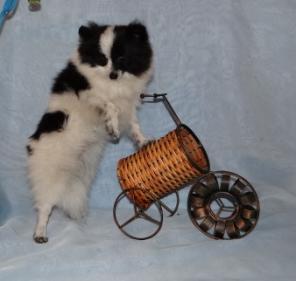 ����������� ����, ����� ����-����������, ����-������