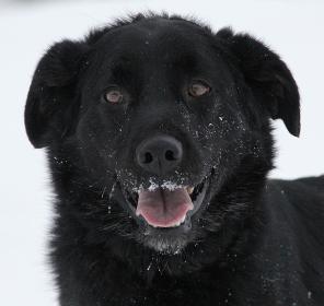 Филя-Филимон — доброжелательный,общительный мальчишка.Собака в дар.