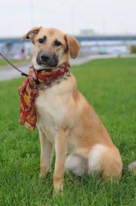 Лиза-Подлиза (метис, 1 год) в хорошие руки! (СПб)