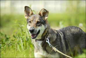 � ��� ������-����� �����. ������, ����������. 1 ���.