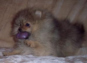 ���� ����������� - ����������� �������