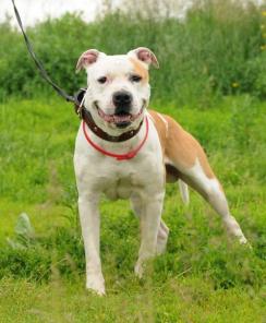 Скромный стафф Смайл ищет дом