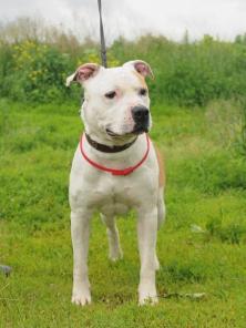 Скромный стафф Смайл ищет дом