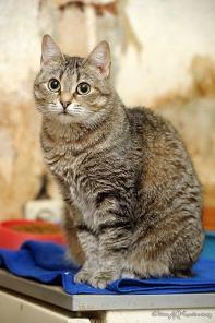 Жизнерадостная Звездочка ищет дом