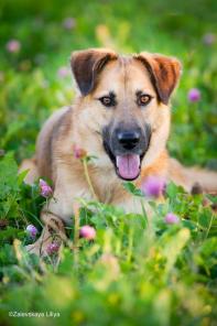 Шикарный молодой кобель из приюта (2 года, кастрирован, ветпаспорт)