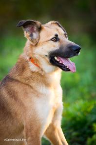 Шикарный молодой кобель из приюта (2 года, кастрирован, ветпаспорт)