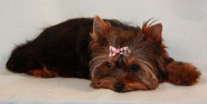 Щенок йоркширского терьера МИНИ девочка недорого