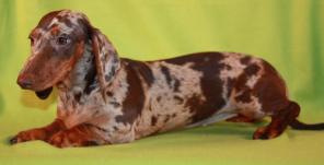 Продаётся щенок таксы девочка редкого кофейно-мраморного окраса