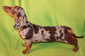 Продаётся щенок таксы девочка редкого кофейно-мраморного окраса