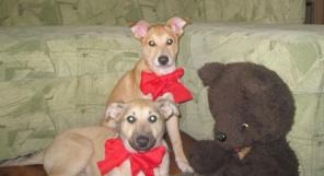 �������-�������, ������� 5 ���. � ���