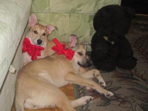 �������-�������, ������� 5 ���. � ���