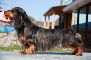 Вязка. Кобель таксы. Кобель таксы для вязки