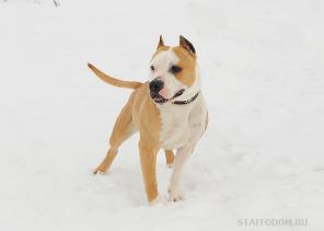 Стаффочка-дюймовочка Танто